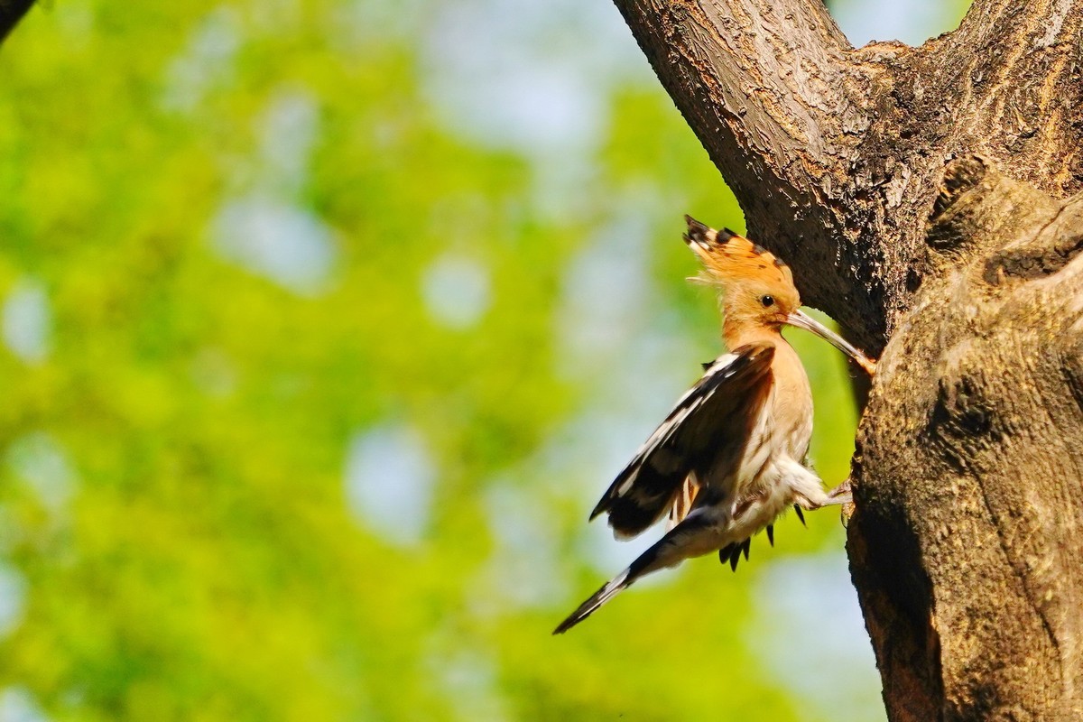 戴胜喂母鸟的一次飛行过程