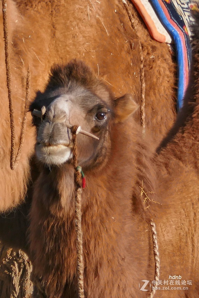 一组ZS110拍摄的片子