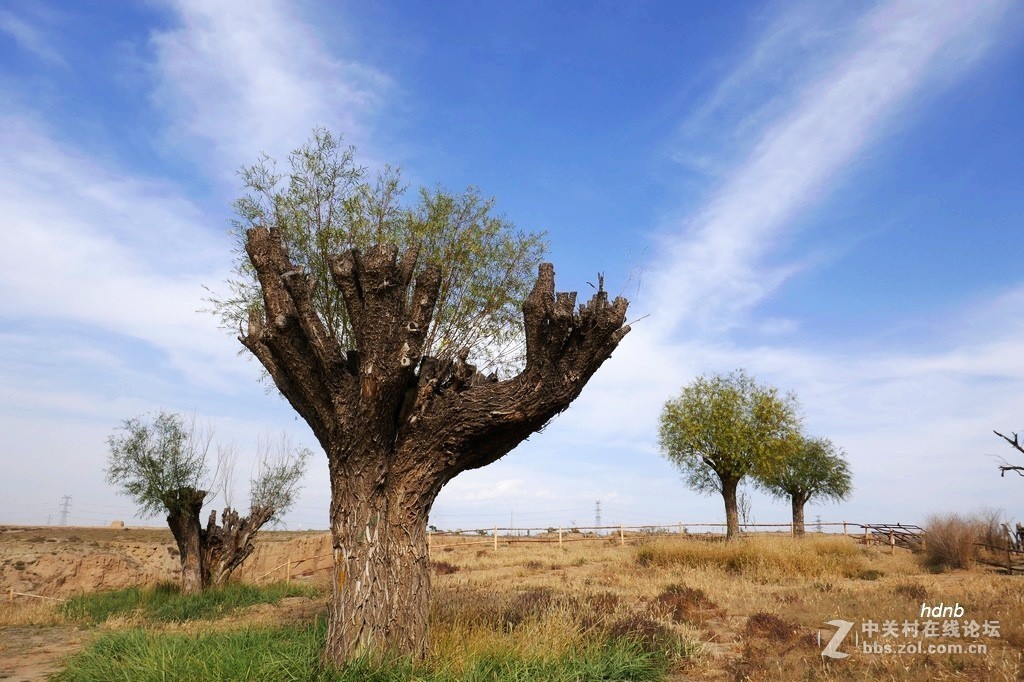 一组ZS110拍摄的片子