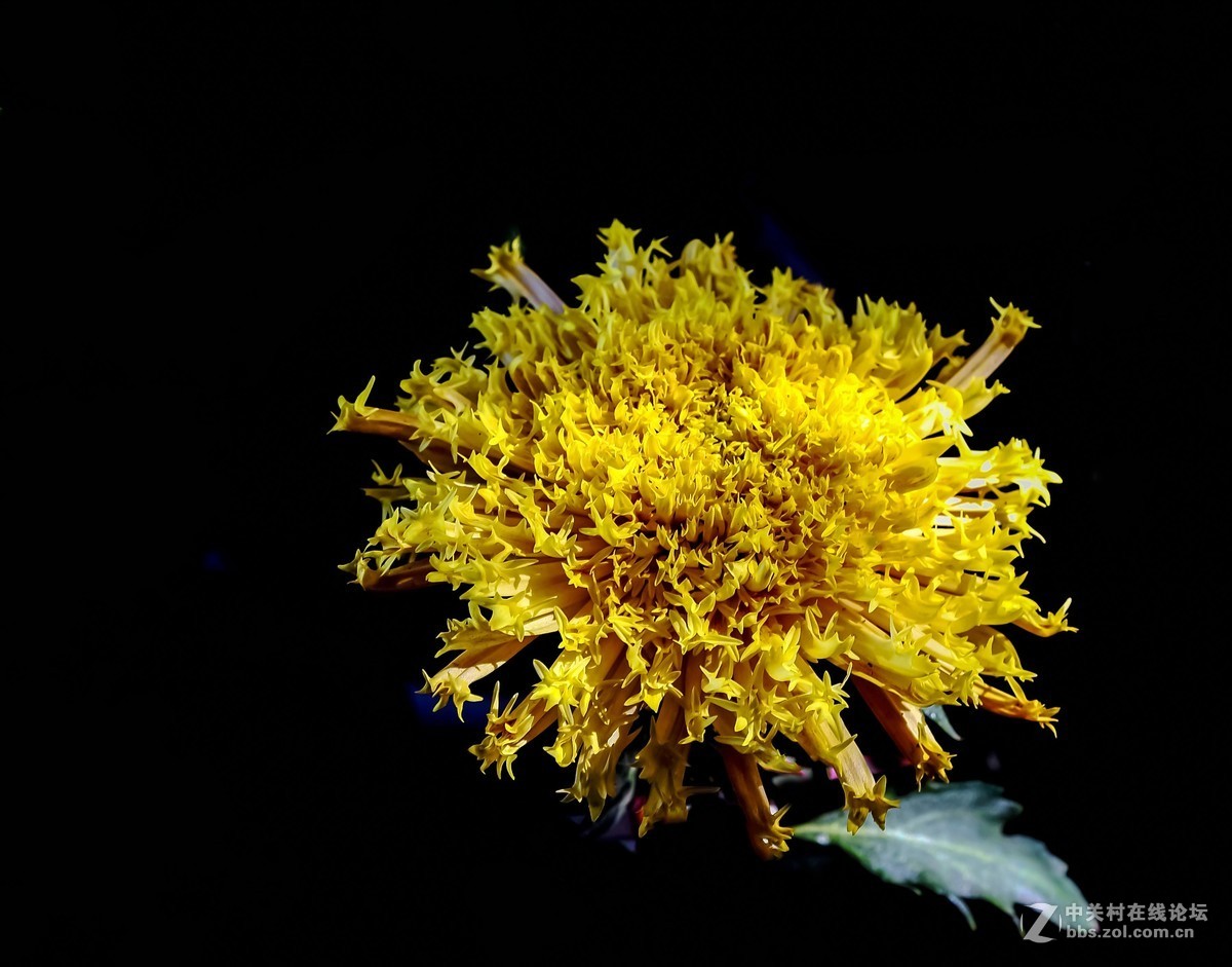 又到一年菊花香