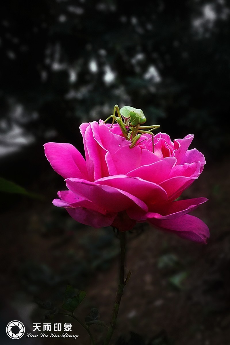 #版主坐堂# 《手机摄影星空(中国)》2018年10月优秀作品选编（下）