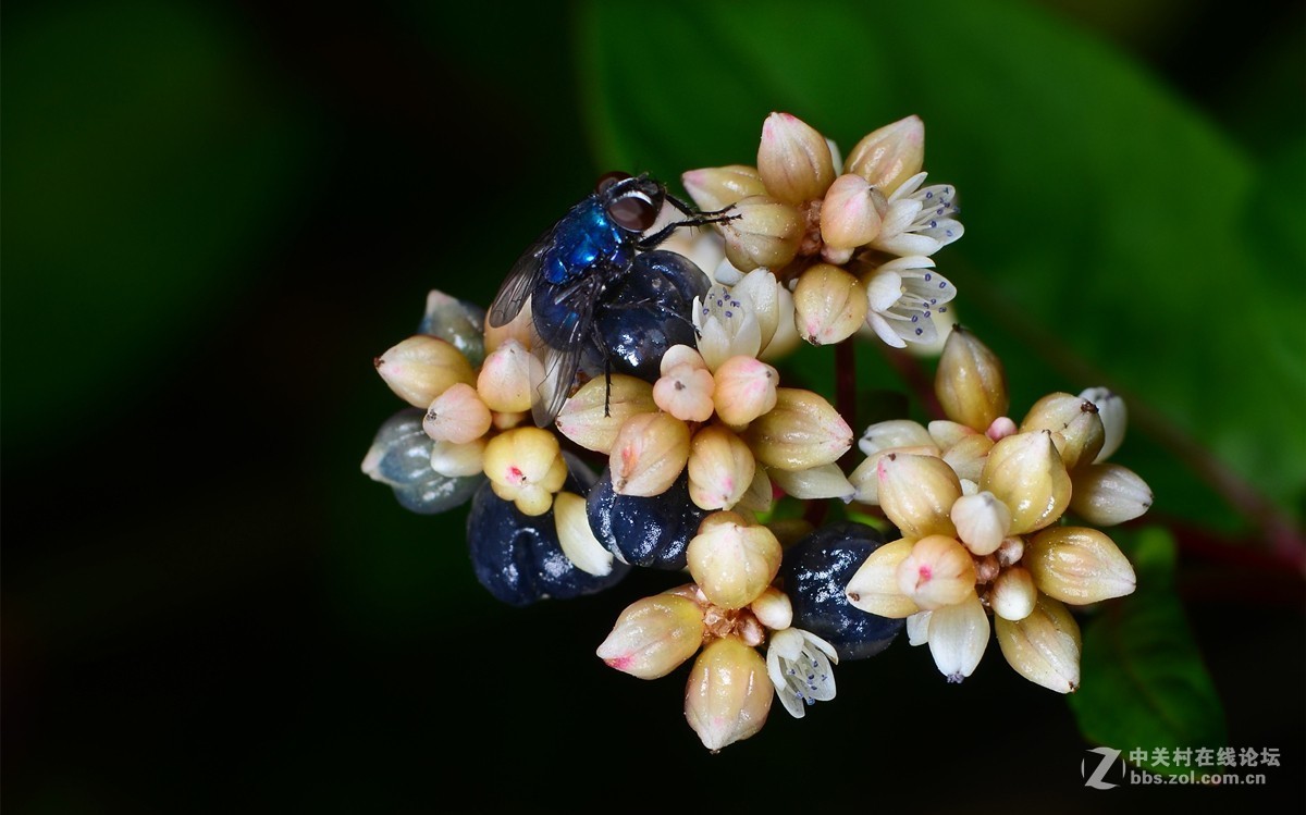 秋日小野花（火炭母）