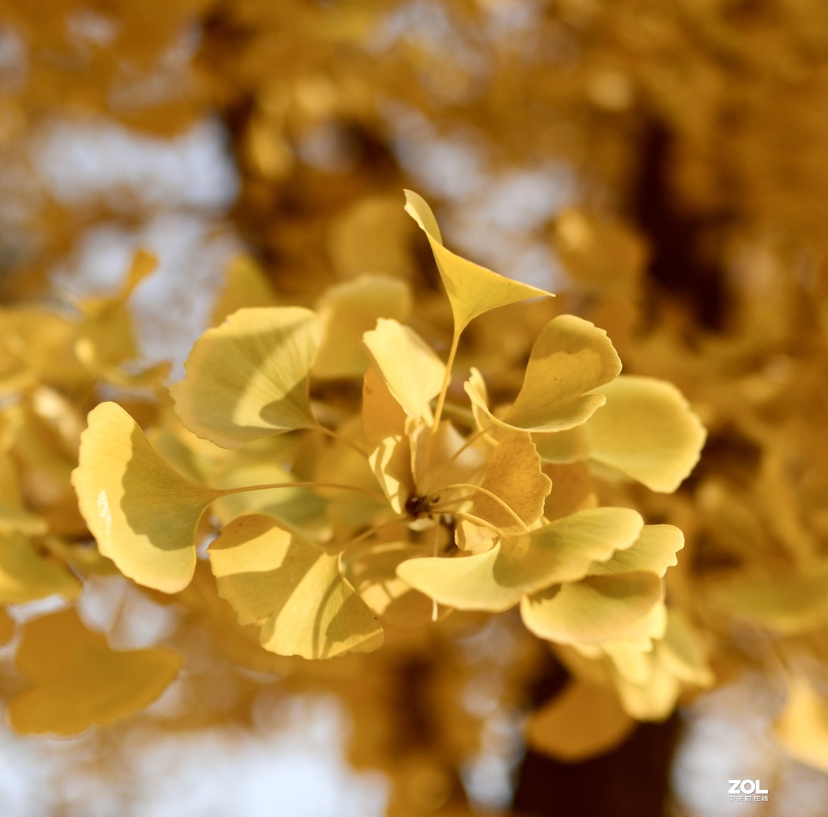 尼康D850 +腾龙35mmF1.4