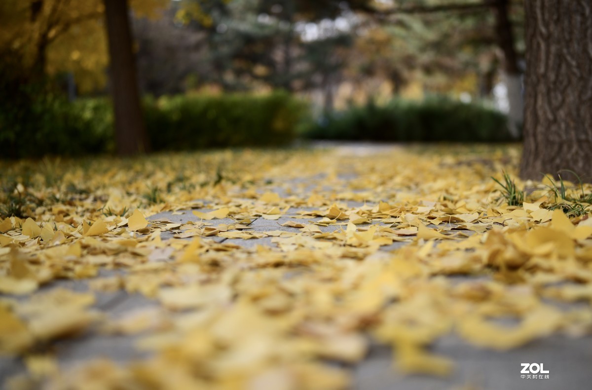 尼康D850 +腾龙35mmF1.4