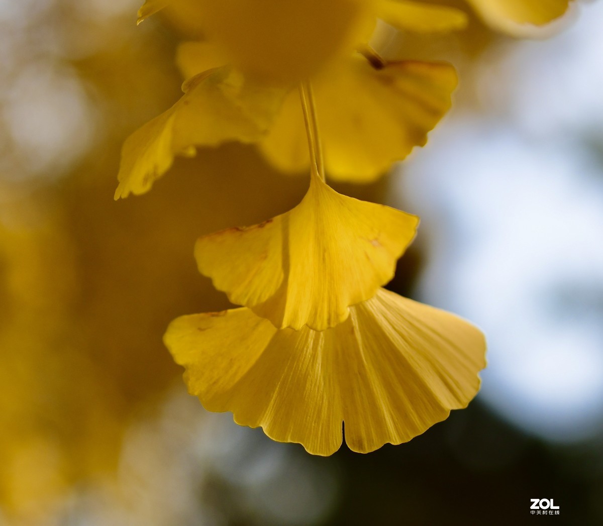尼康D850 +腾龙35mmF1.4