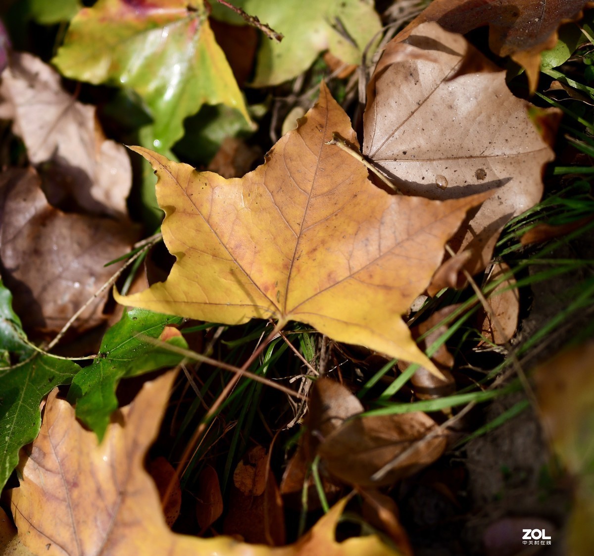 尼康D850 +腾龙35mmF1.4