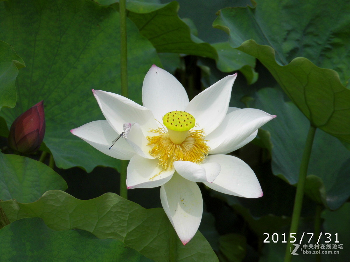 国产卡片拍的荷花