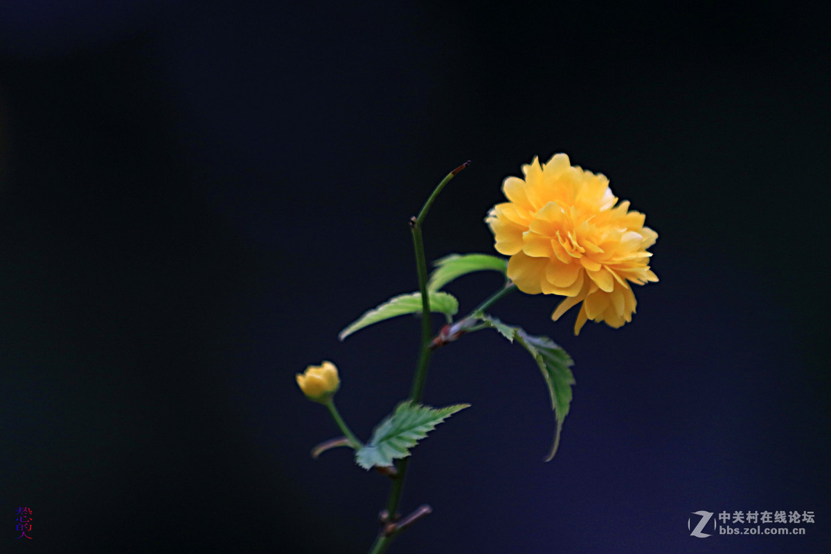 佳能7D Mark II(单机) 西安植物园