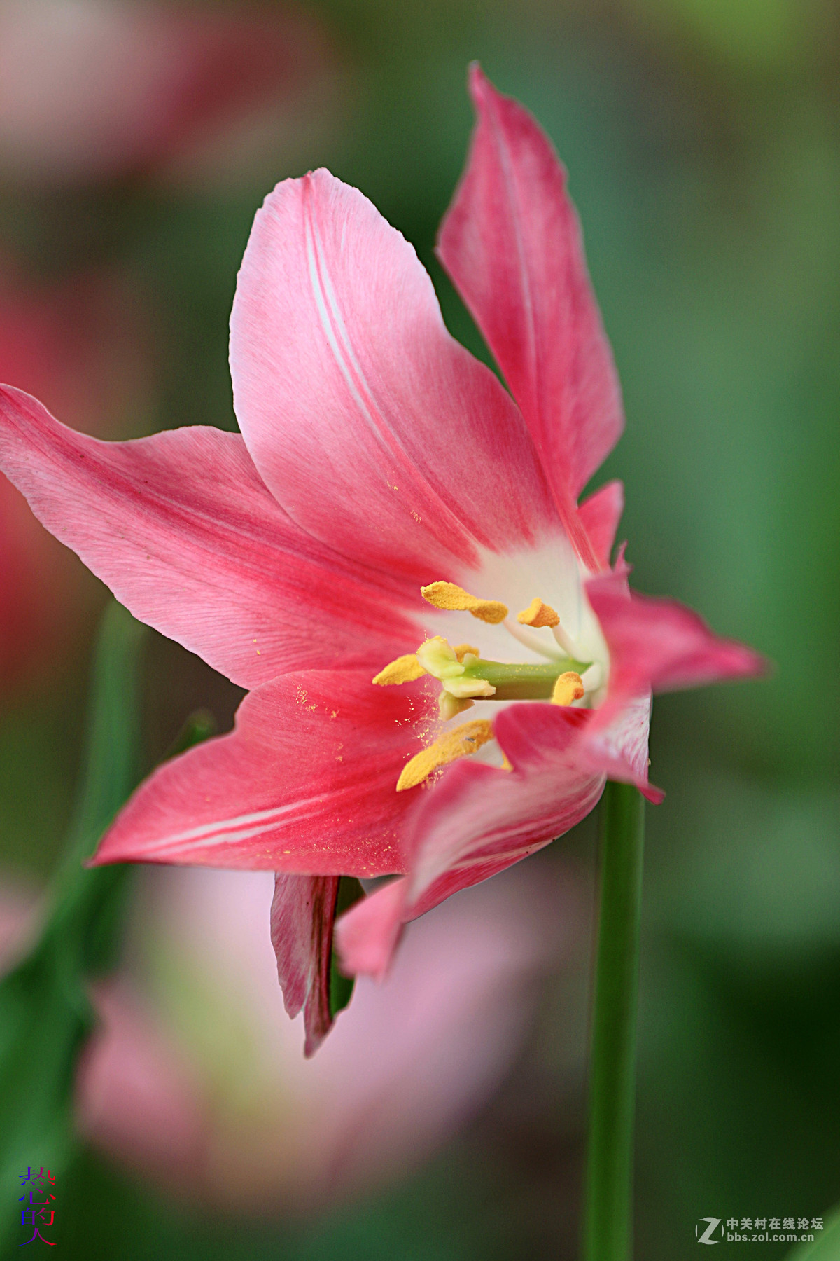 佳能7D Mark II(单机) 西安植物园