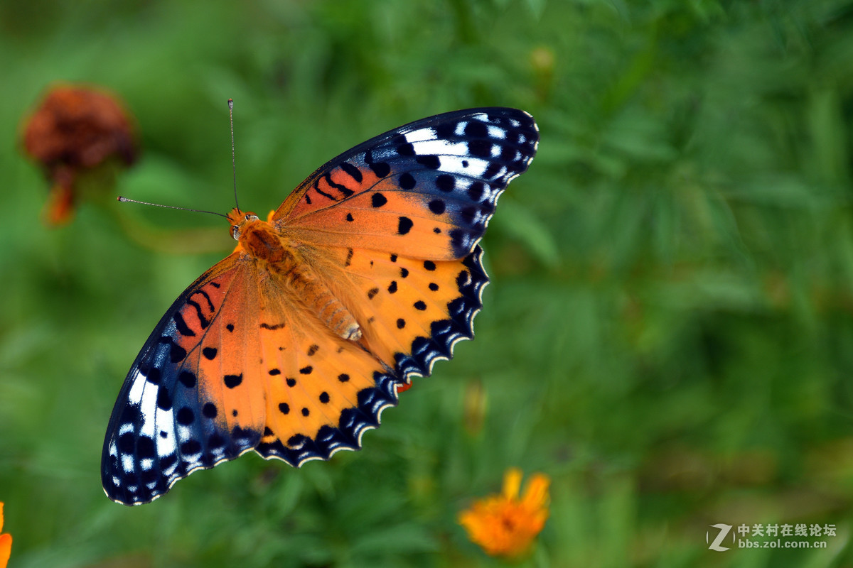 国庆休假乡村拍蝴蝶