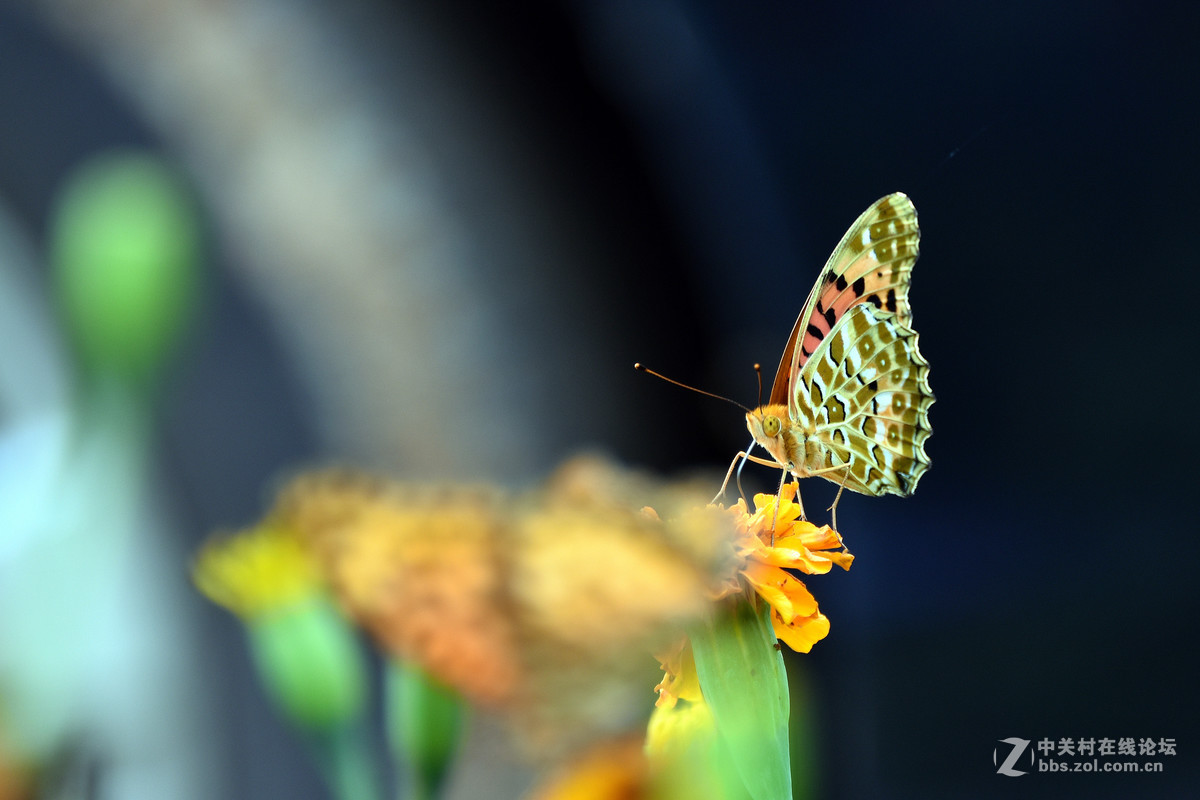 国庆休假乡村拍蝴蝶