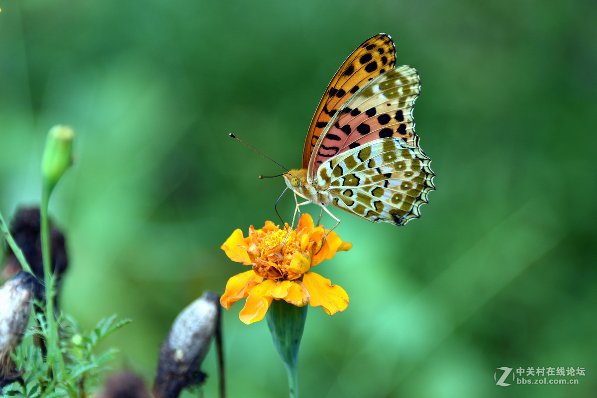 国庆休假乡村拍蝴蝶