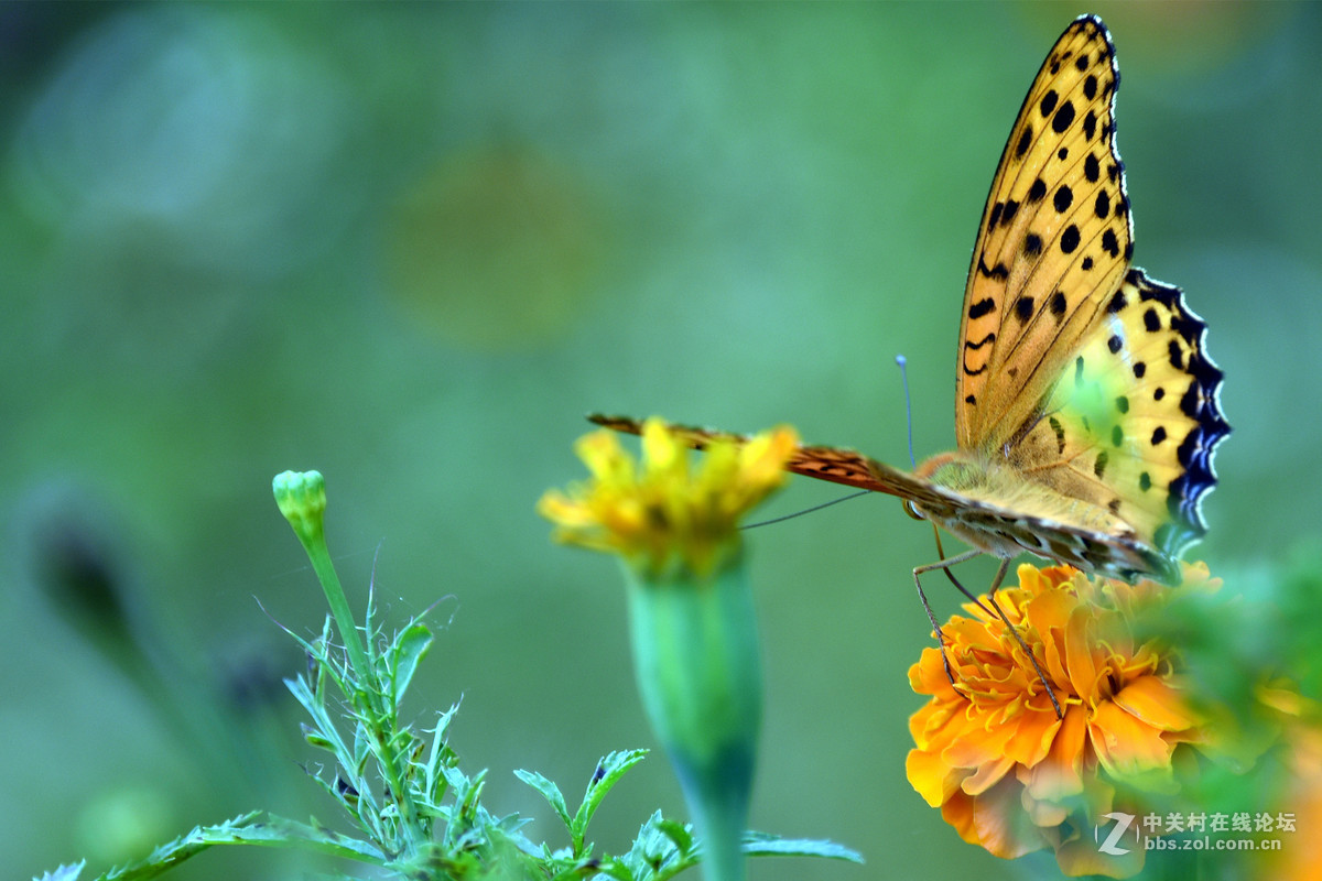 国庆休假乡村拍蝴蝶