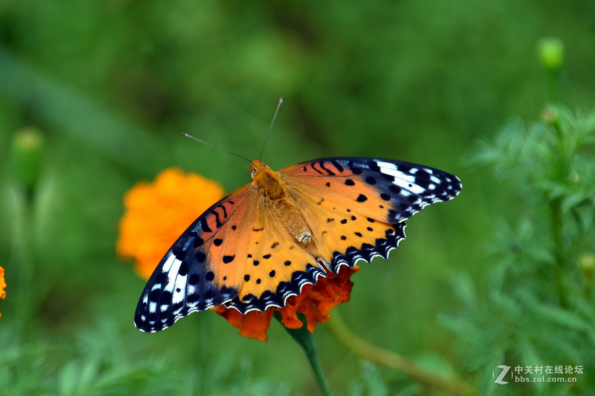 国庆休假乡村拍蝴蝶