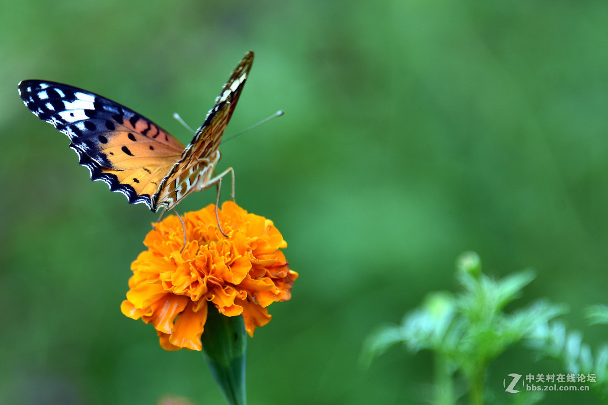 国庆休假乡村拍蝴蝶