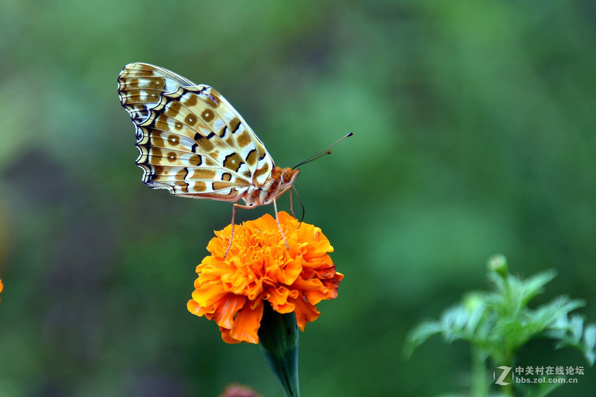 国庆休假乡村拍蝴蝶