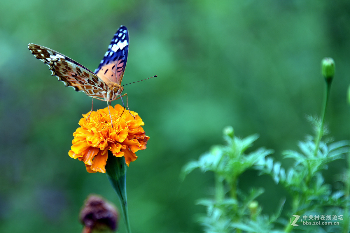 国庆休假乡村拍蝴蝶