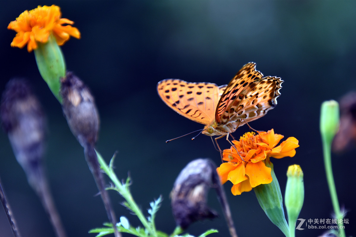 国庆休假乡村拍蝴蝶
