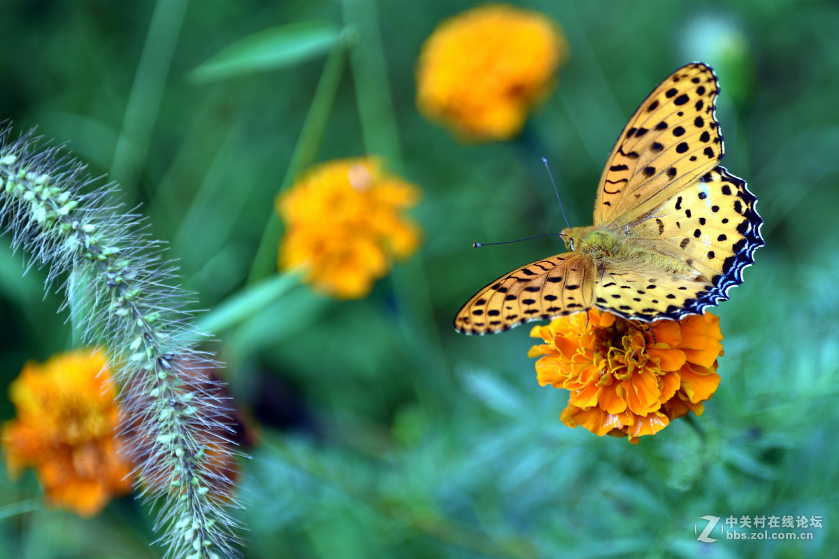 国庆休假乡村拍蝴蝶