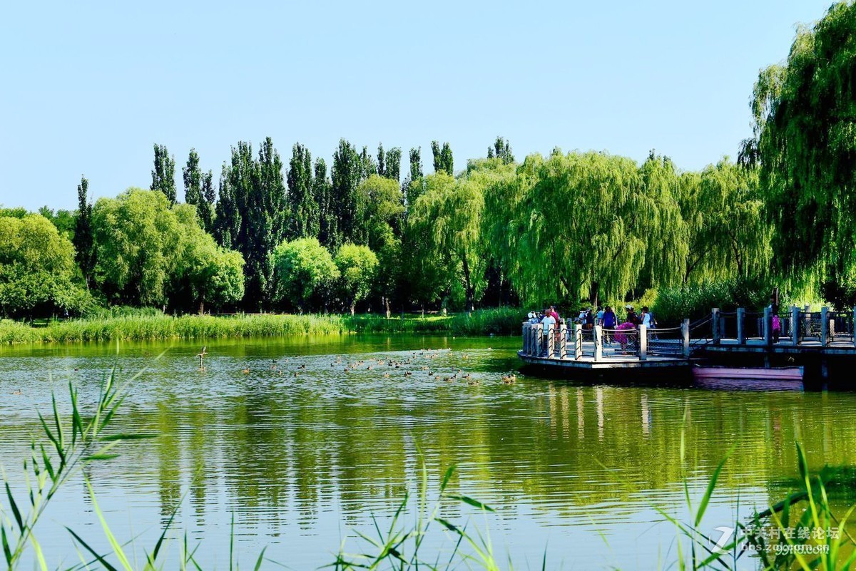 夏日风情的公园风采奕奕