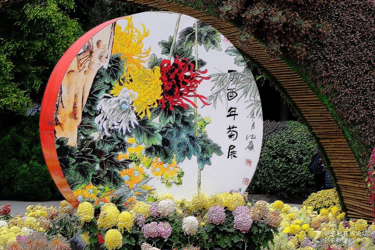 人民公园菊花