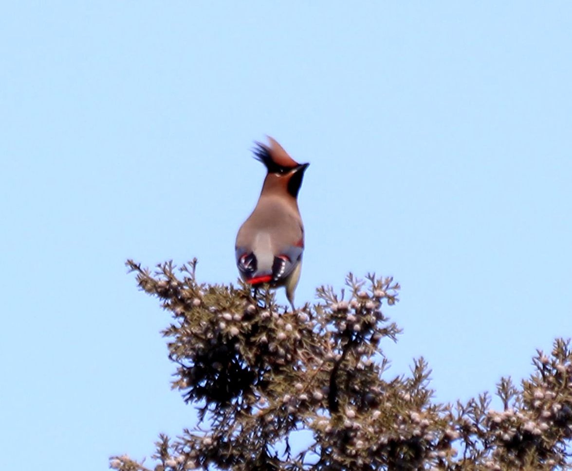 拍几张小鸟给好友欣赏。