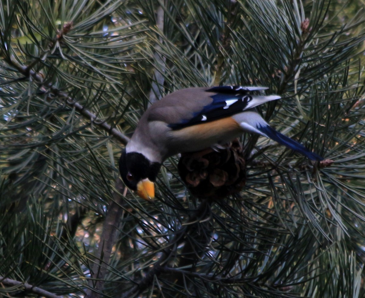 拍几张小鸟给好友欣赏。
