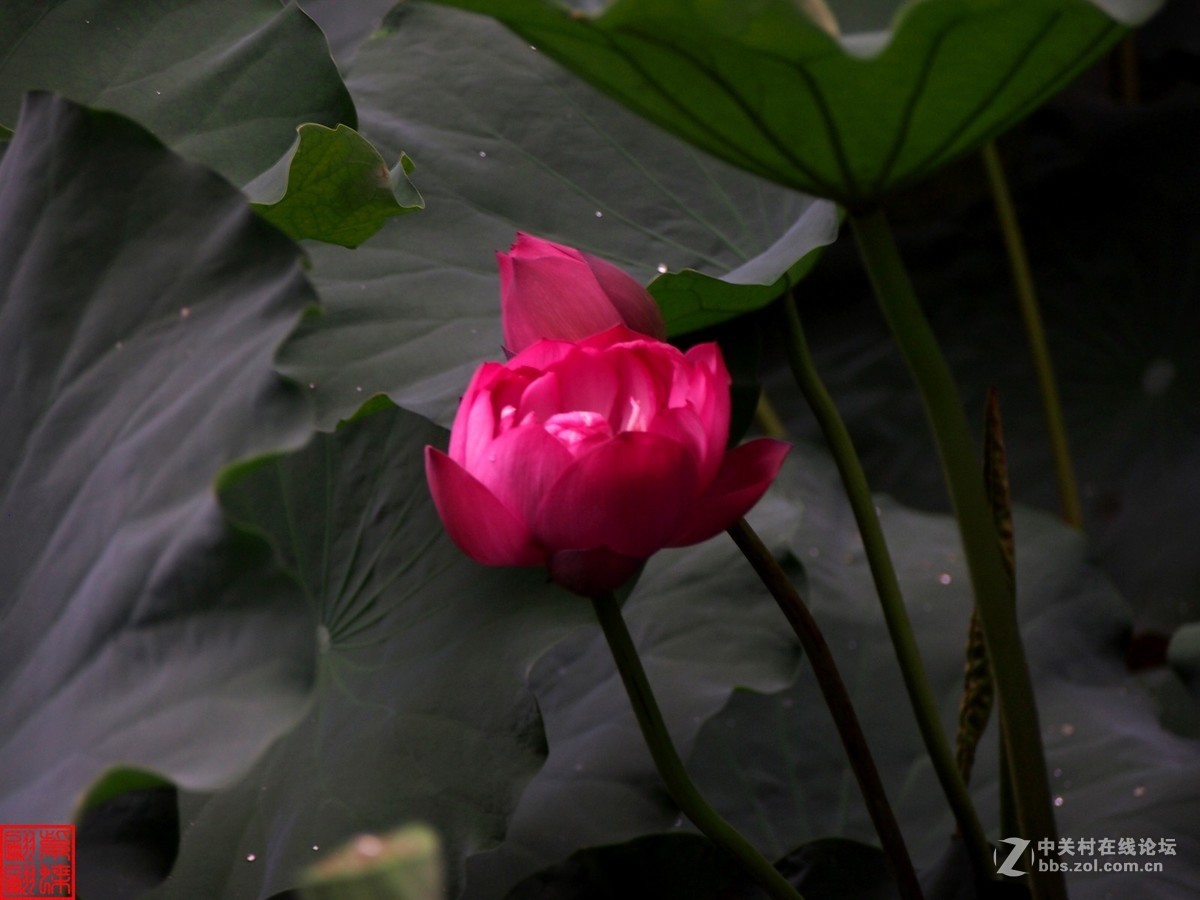 雨后荷塘月色第七篇