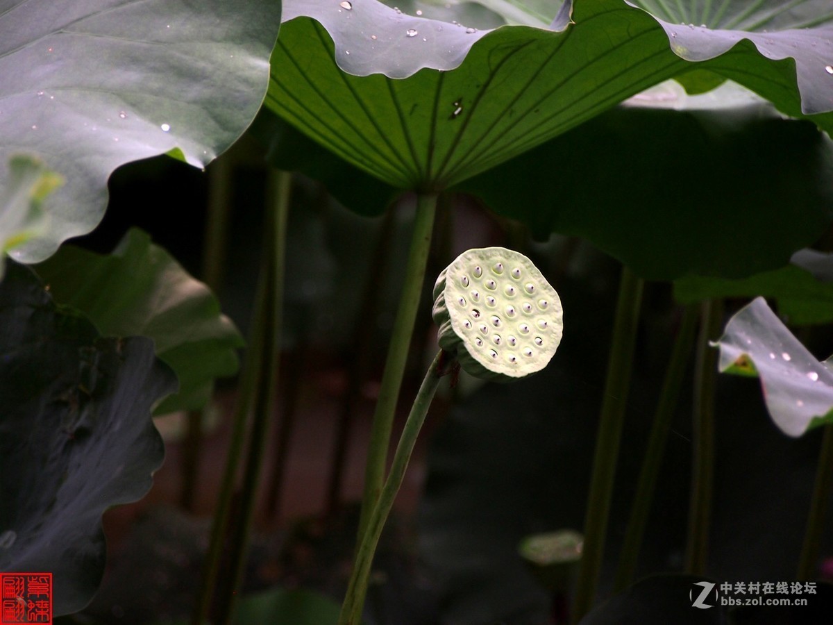 雨后荷塘月色第七篇