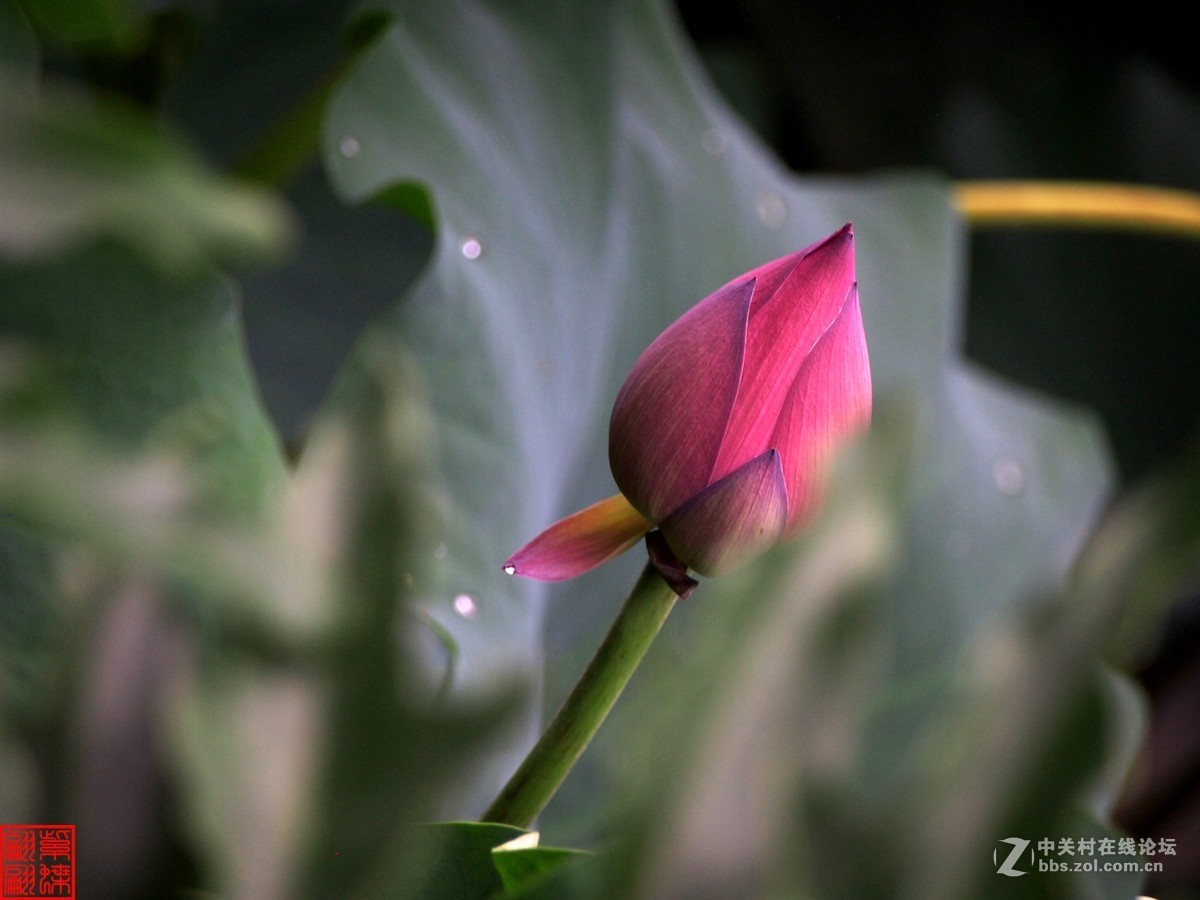 雨后荷塘月色第七篇