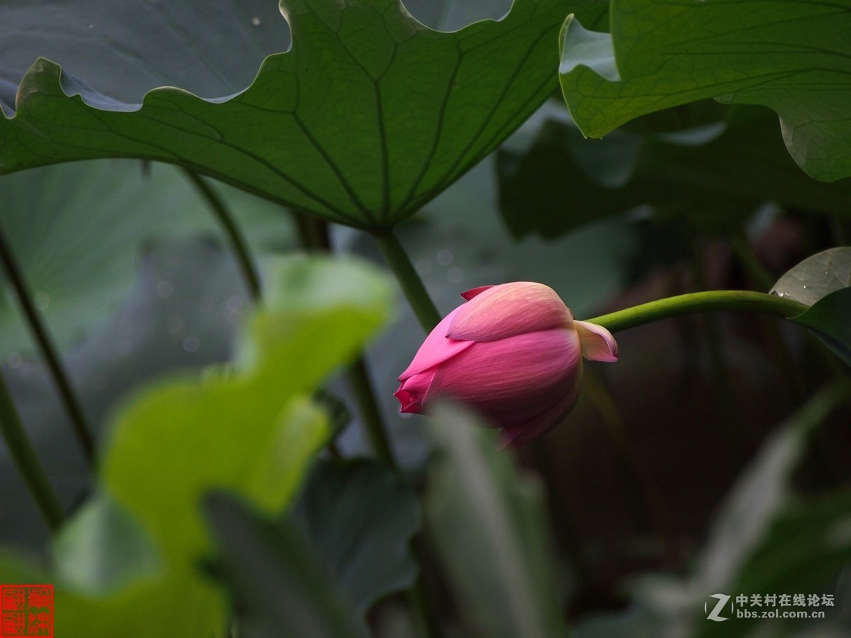 雨后荷塘月色第七篇