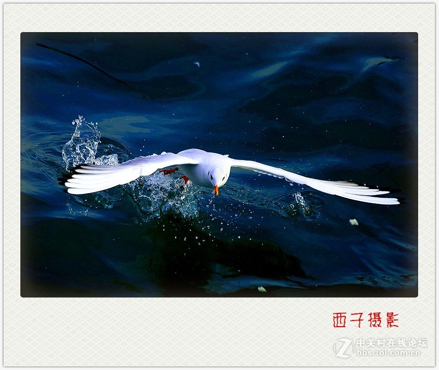 红嘴鸥袭来