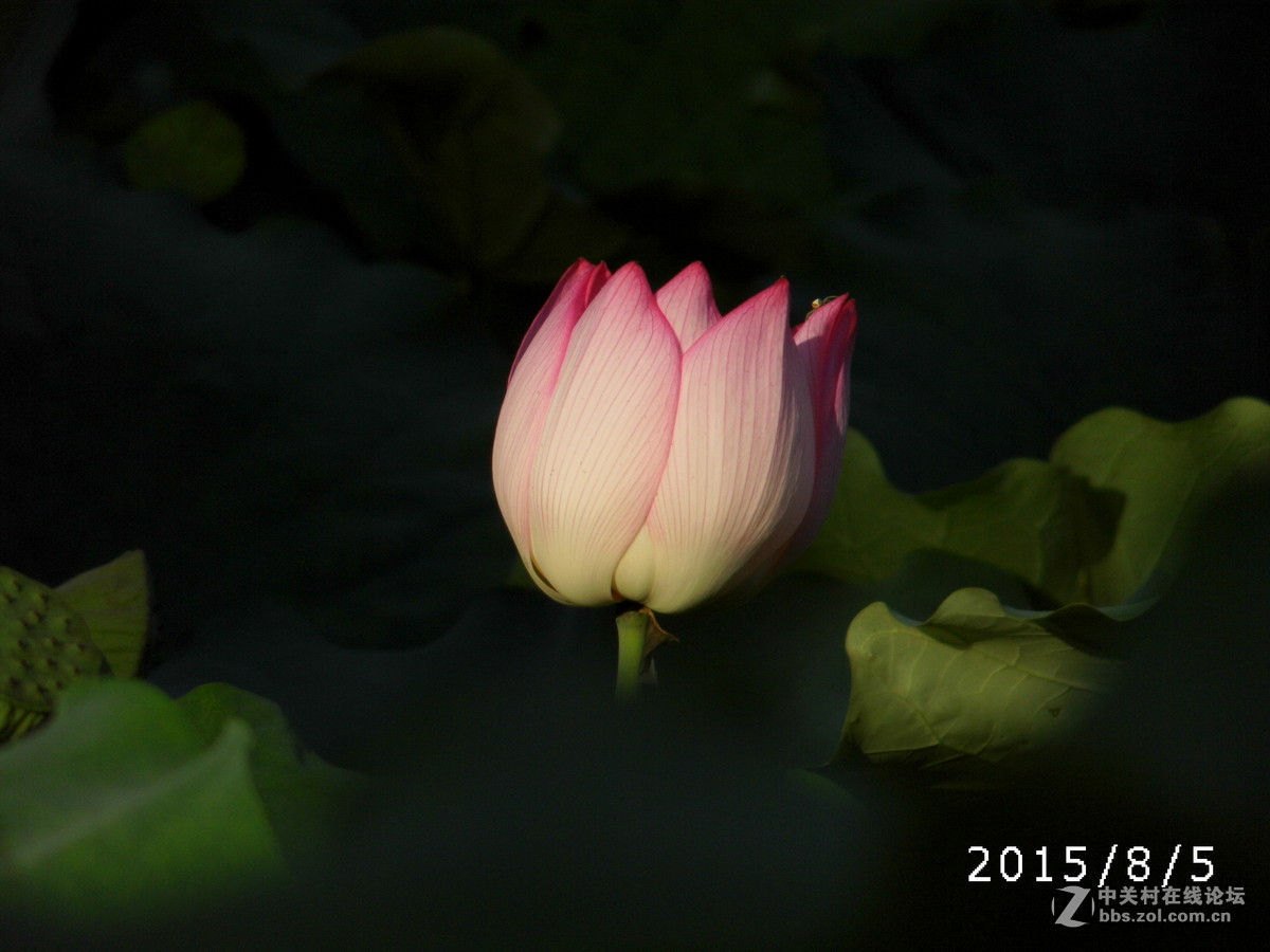 国产卡片拍的荷花