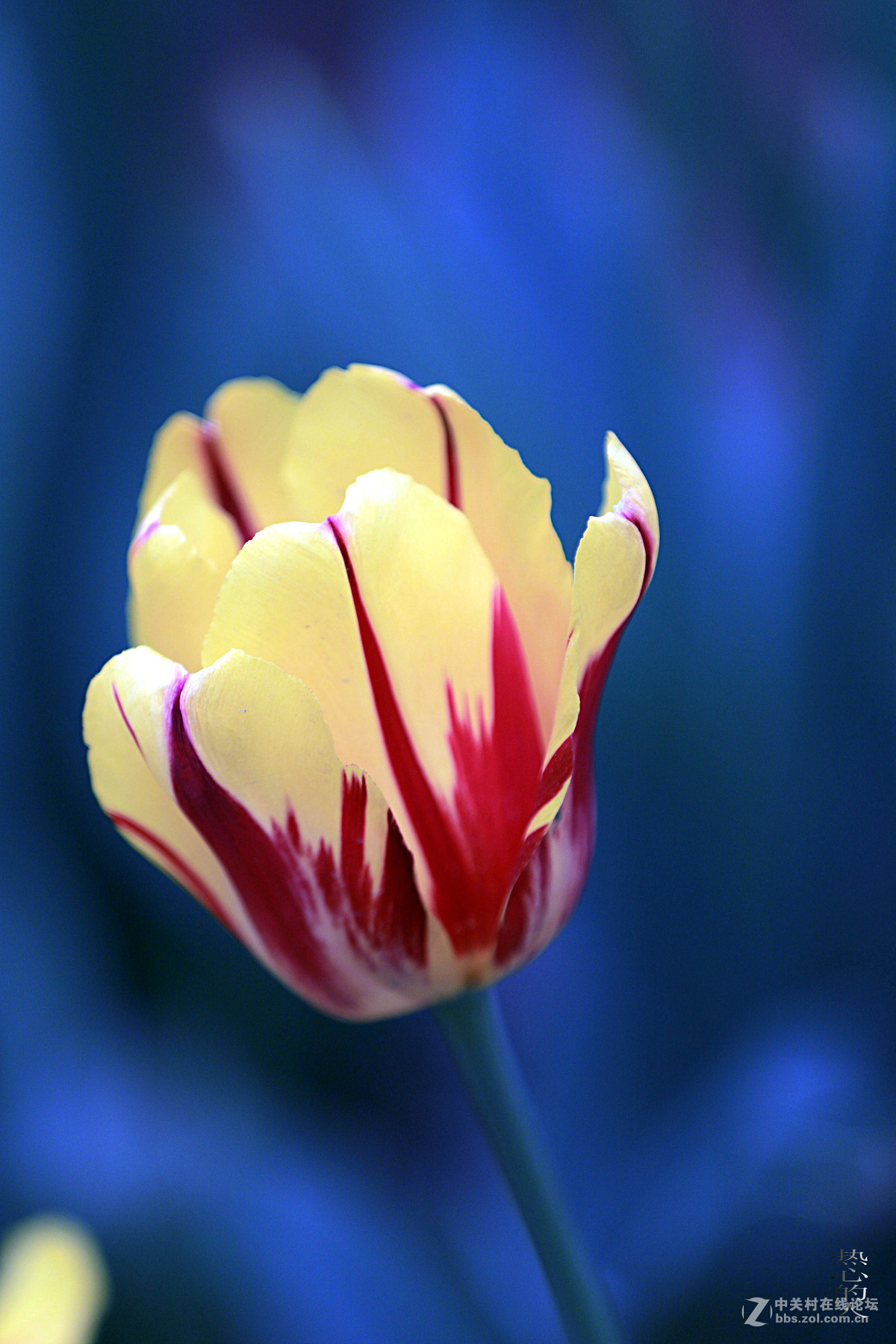 佳能7D Mark II(单机) 西安植物园