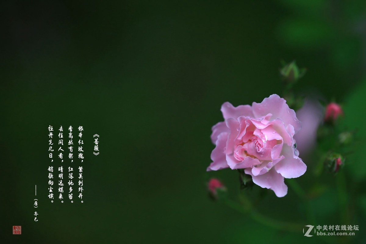 嫩红深绿小窠匀咏蔷薇花