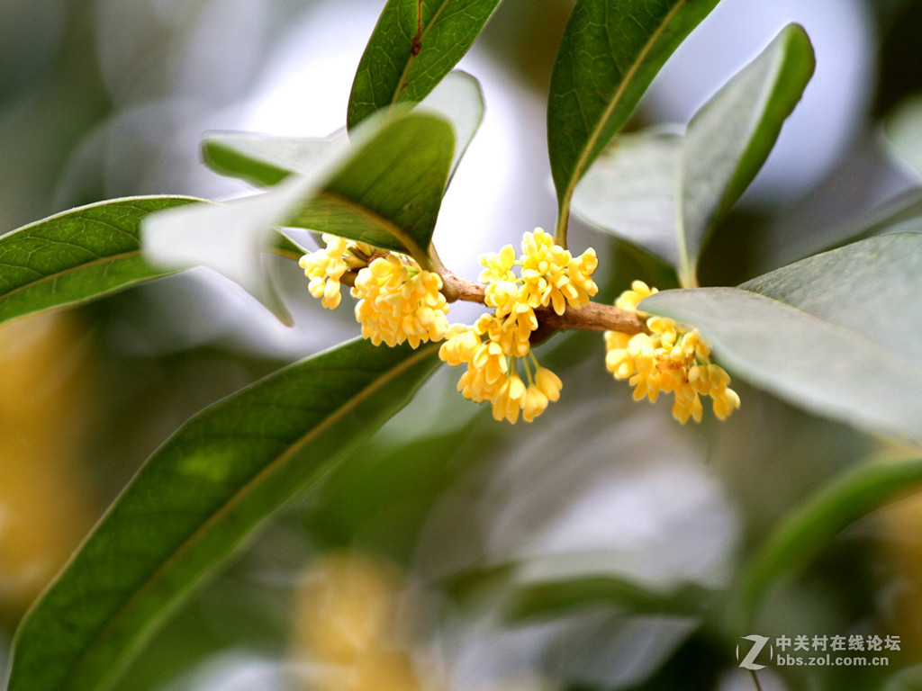 金桂飘香