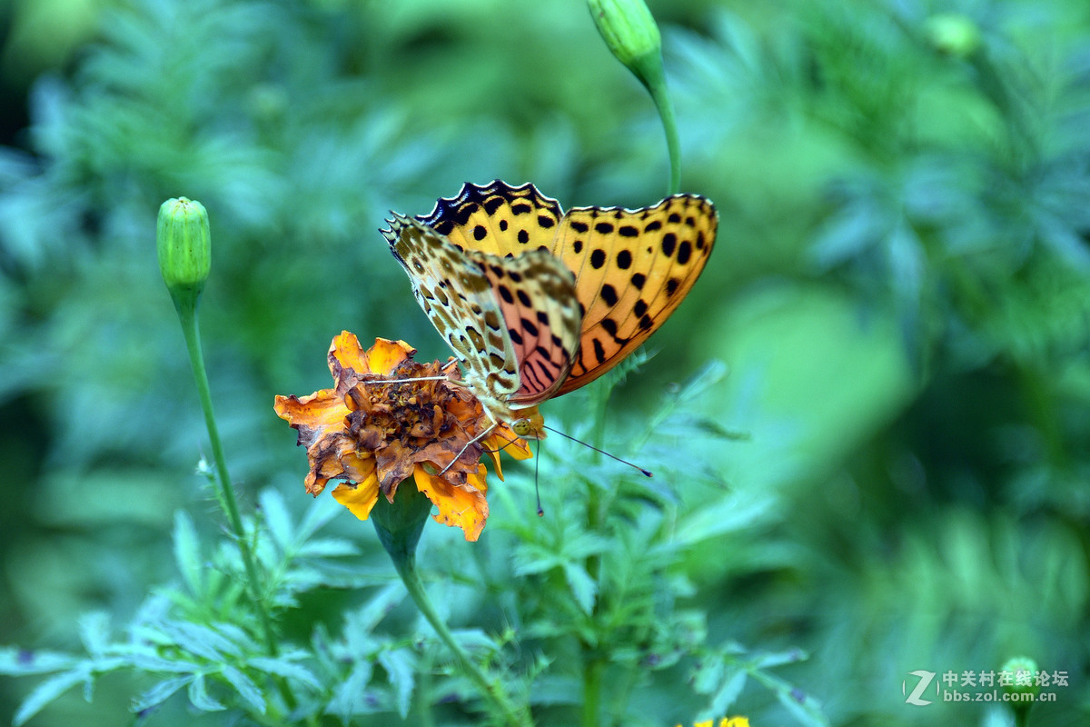 国庆休假乡村拍蝴蝶