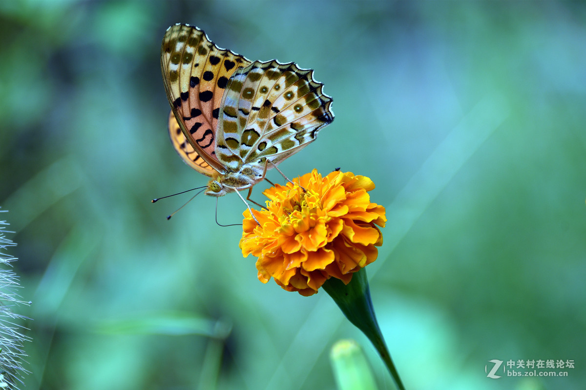 国庆休假乡村拍蝴蝶