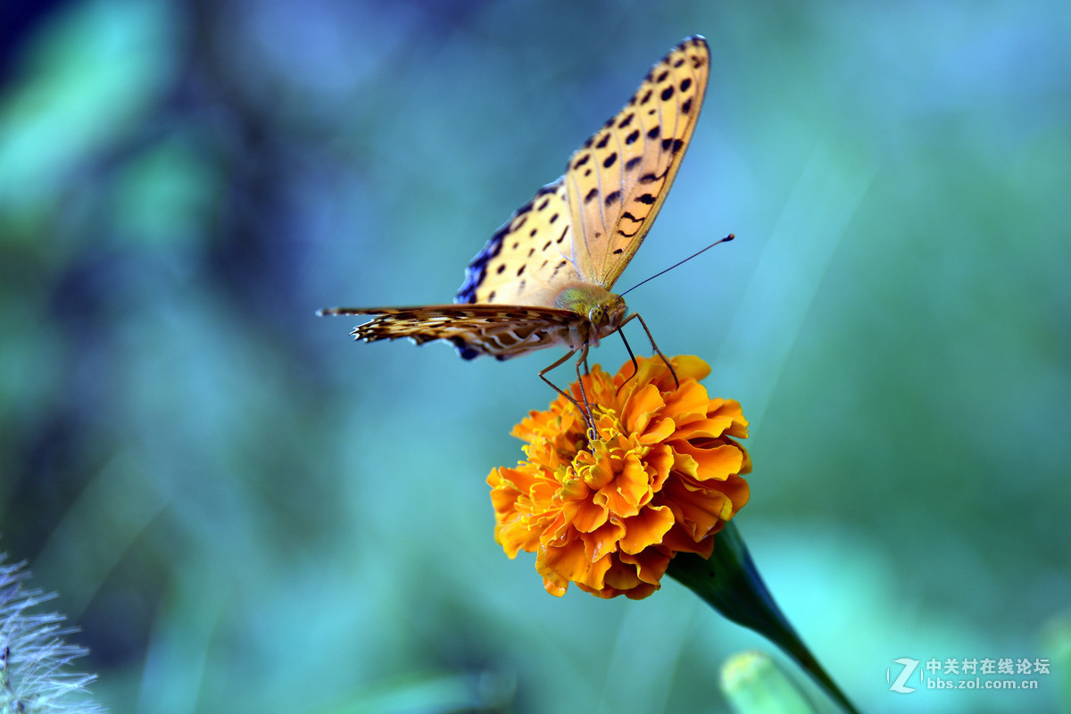 国庆休假乡村拍蝴蝶