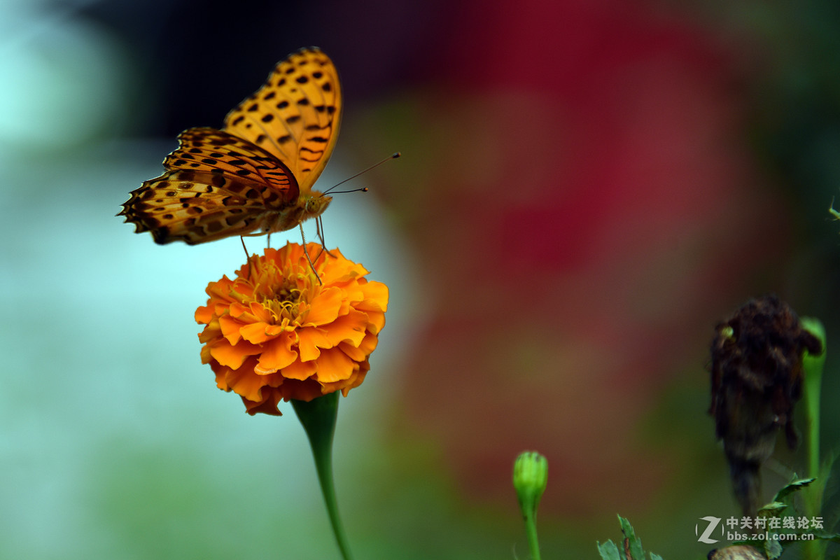 国庆休假乡村拍蝴蝶