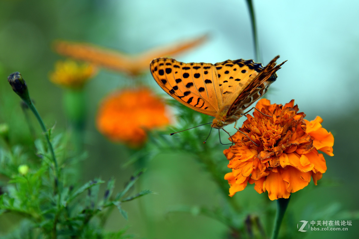 国庆休假乡村拍蝴蝶