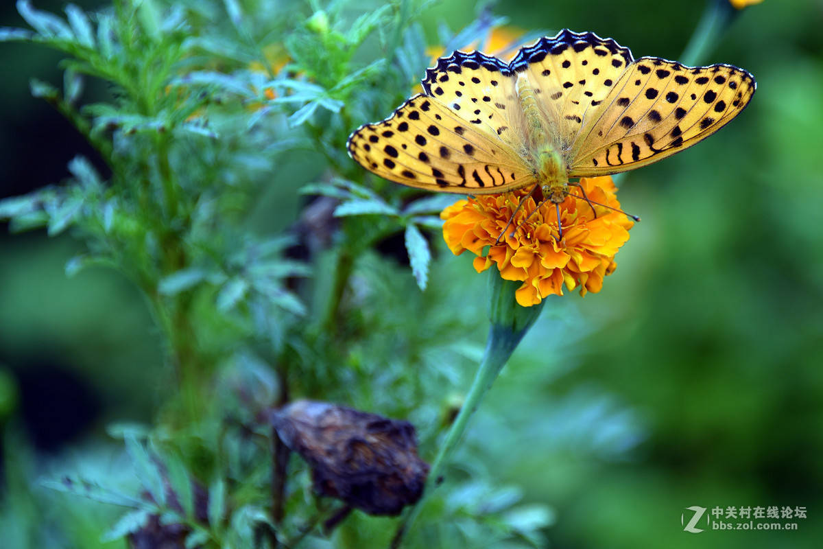国庆休假乡村拍蝴蝶