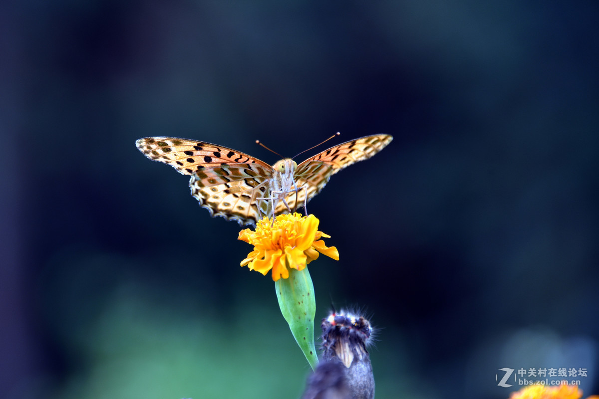 国庆休假乡村拍蝴蝶