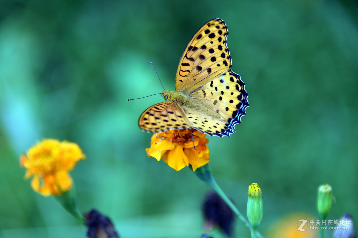 国庆休假乡村拍蝴蝶