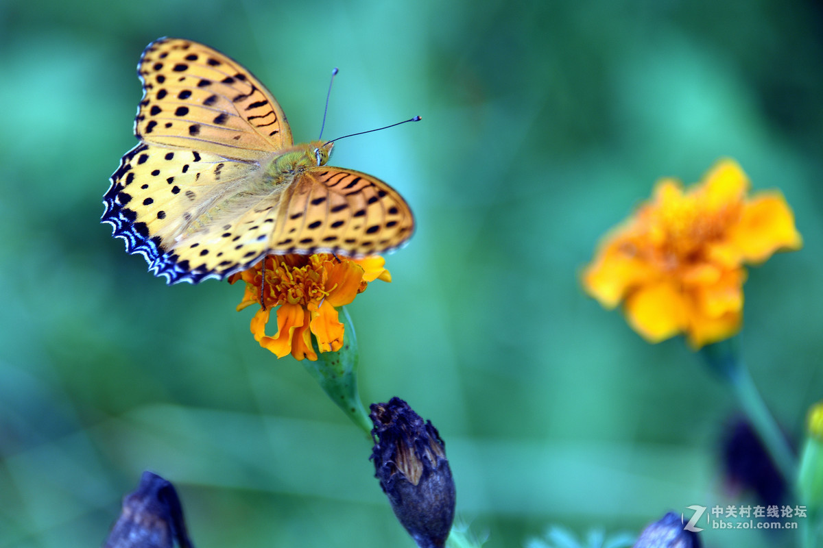 国庆休假乡村拍蝴蝶