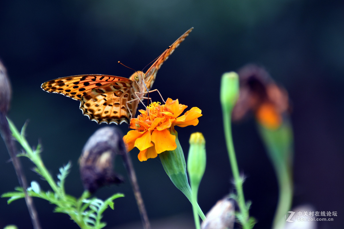 国庆休假乡村拍蝴蝶