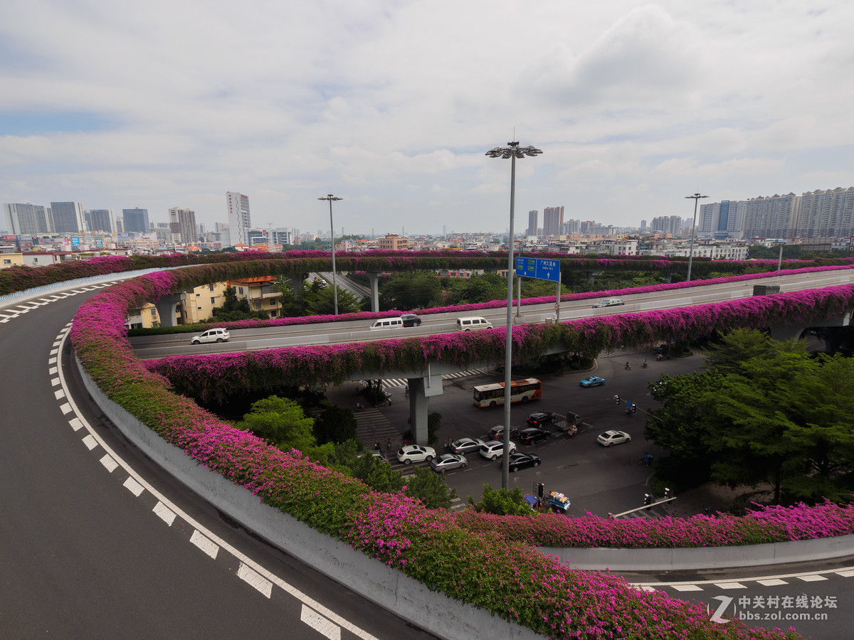 广州美广州东晓南立交桥勒杜鹃盛放