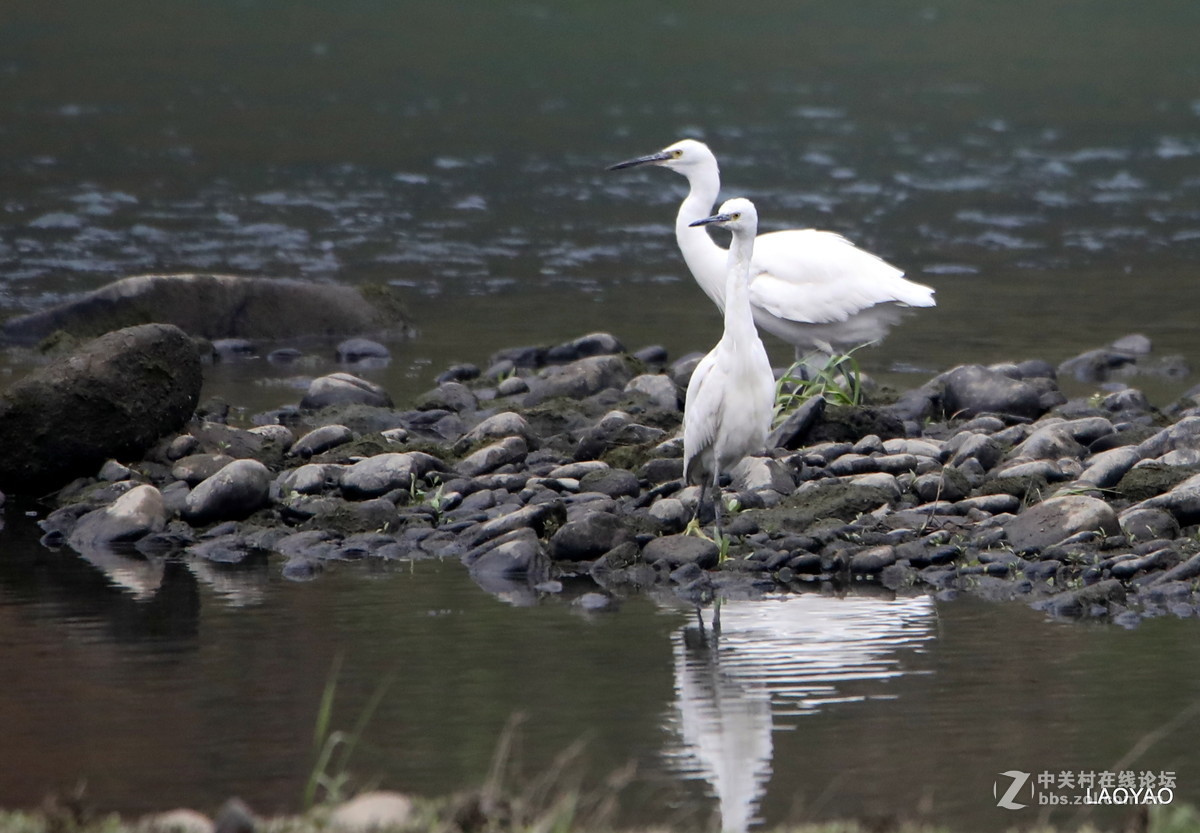 一组白鹭