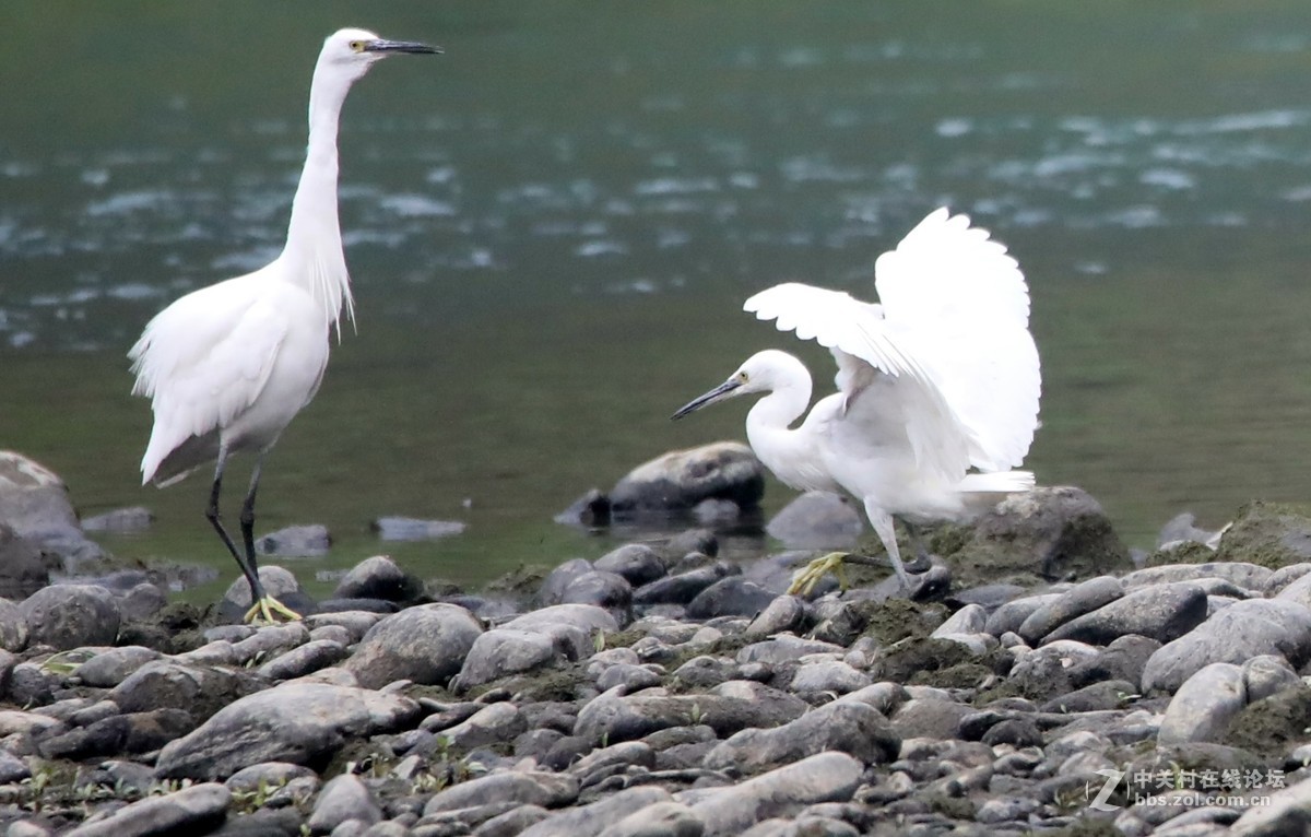 一组白鹭