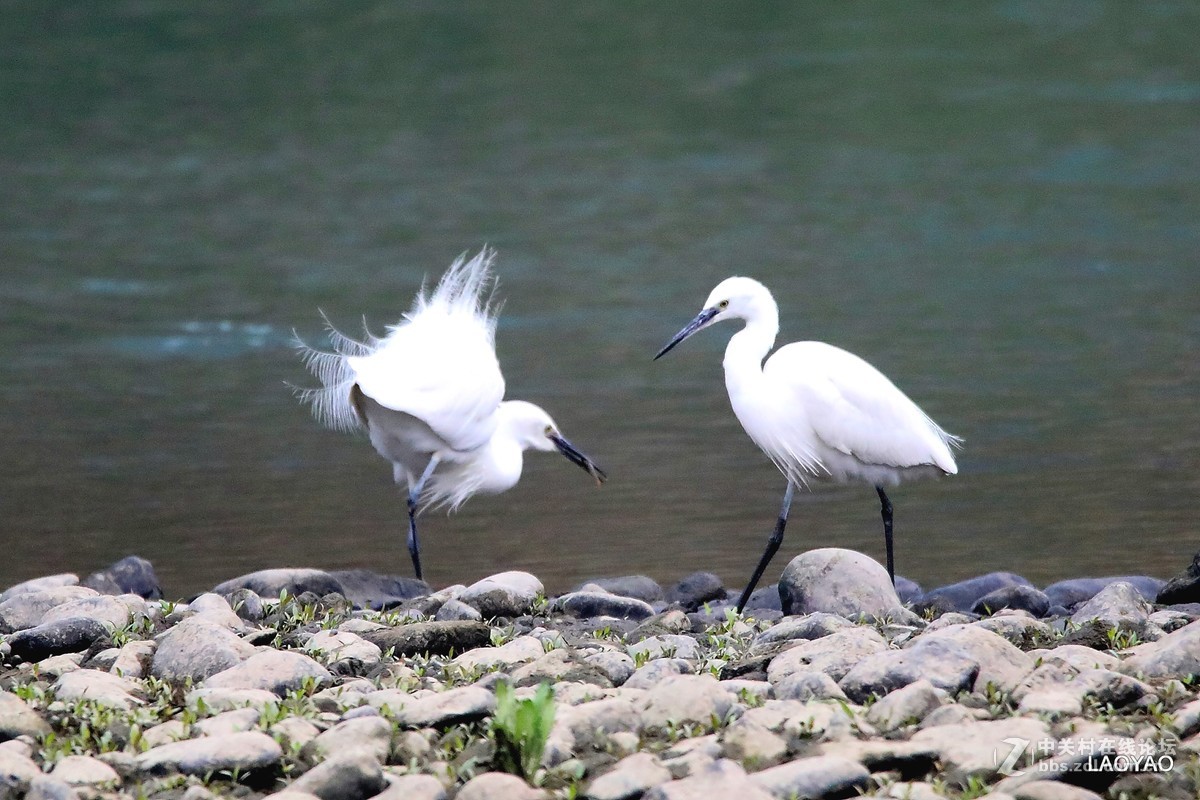 一组白鹭